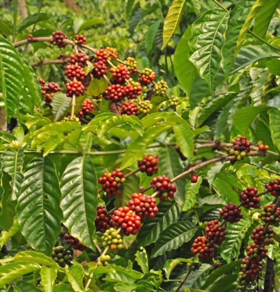 planta de cafe